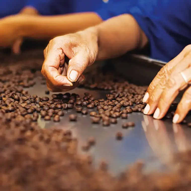 Nahaufnahme von Händen bei der Kaffeebohnenlese