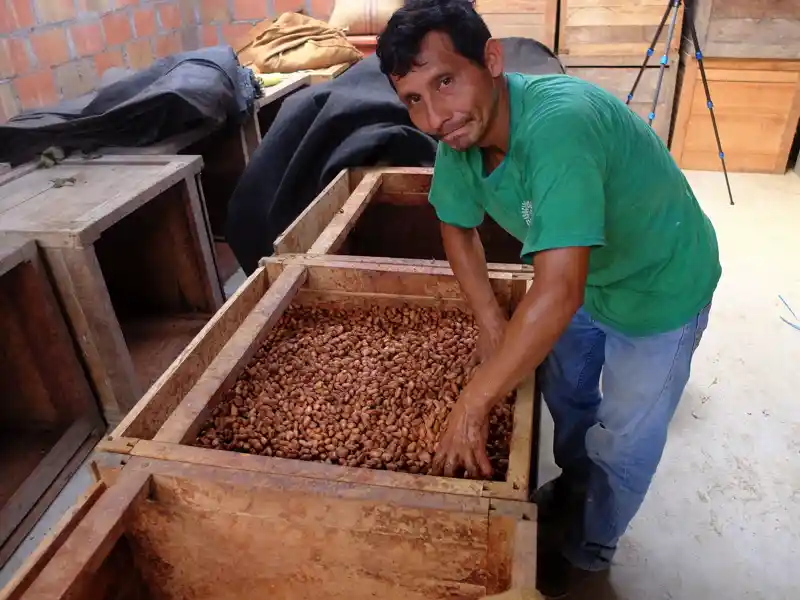 Ein Mann vor eine Holzkiste mit getrockneten Kakaobohnen