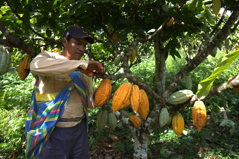 Ein Mann bei der Ernte der Kakaoplflanze