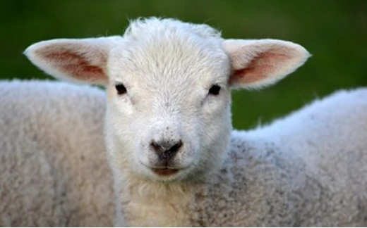 Bild von einem Schaf