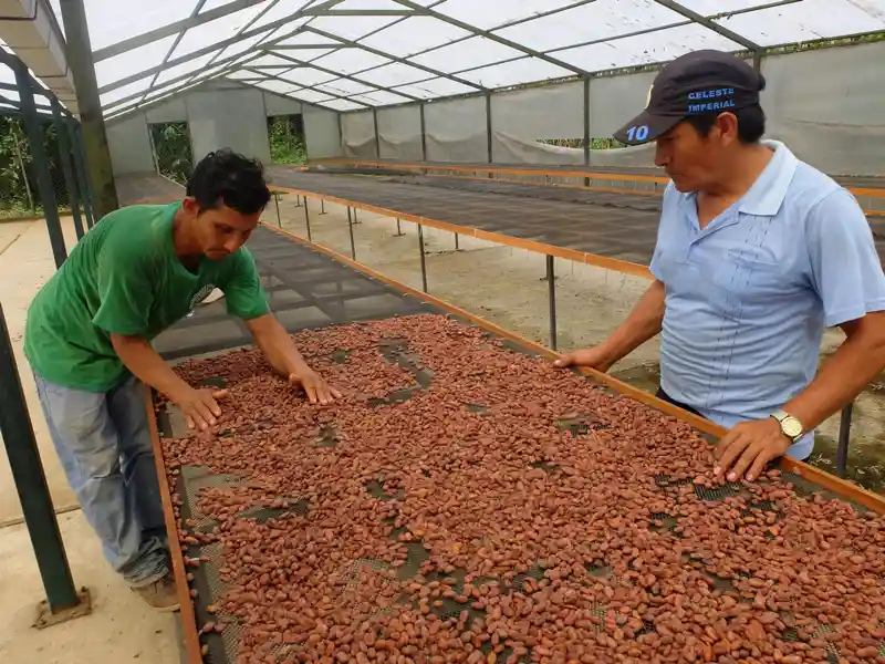 Zwei Männer am Band der ausgebreiteten getrockneten Kakaobohnen