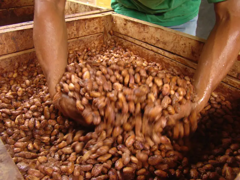 Getrocknete Kakaobohnen in Holzbehälter durch Hände durchgemischt