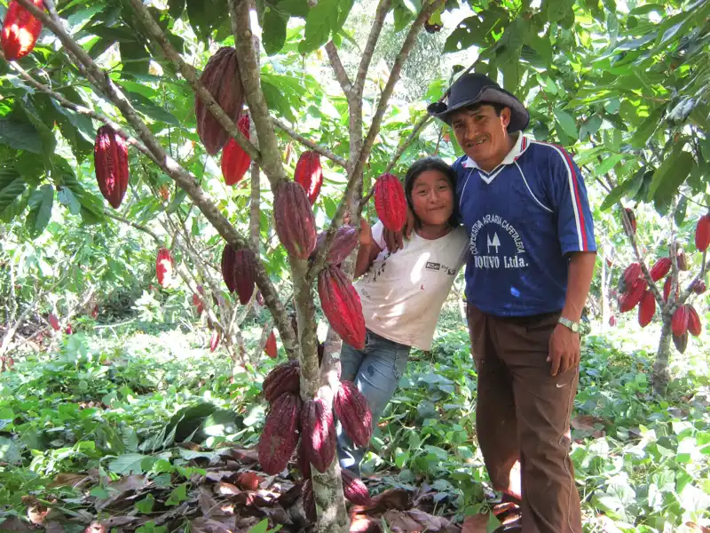 Mann mit Kind zwischen Kakaopflanzen mit roten Früchten