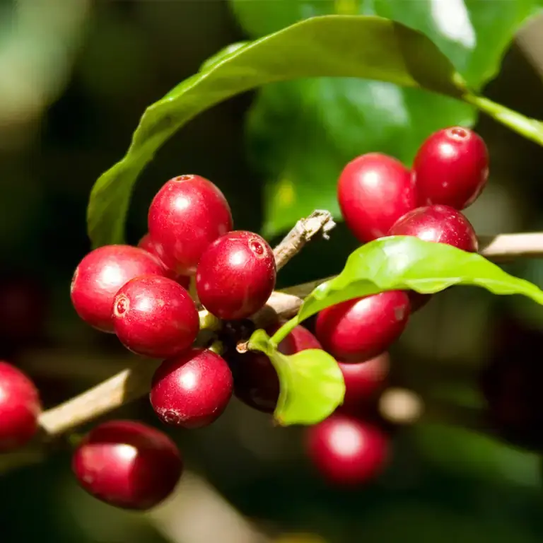 Rote Kaffeekirschen vor kontrastreichem Grün der Kaffeepflanze
