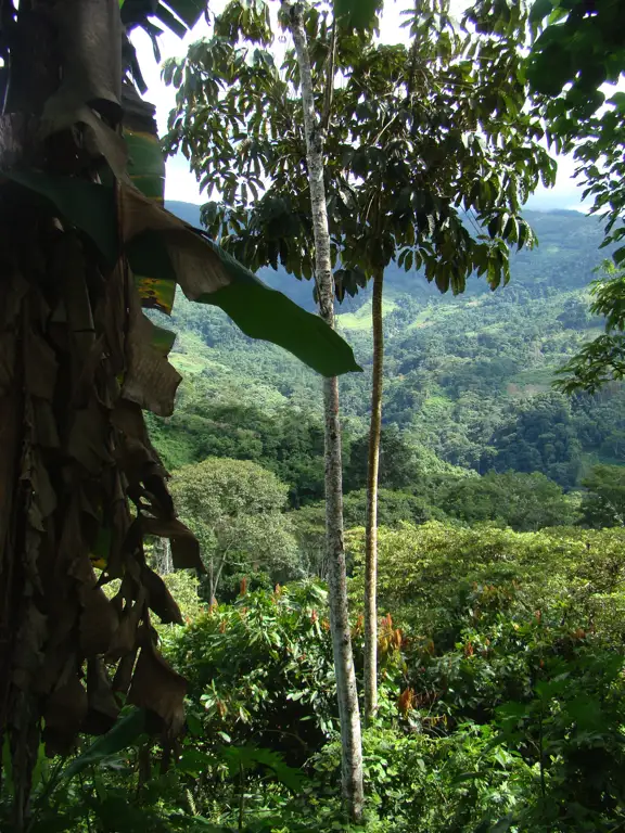 Grünes Kakaoanbaugebiet mit Blick auf weite Waldfläche