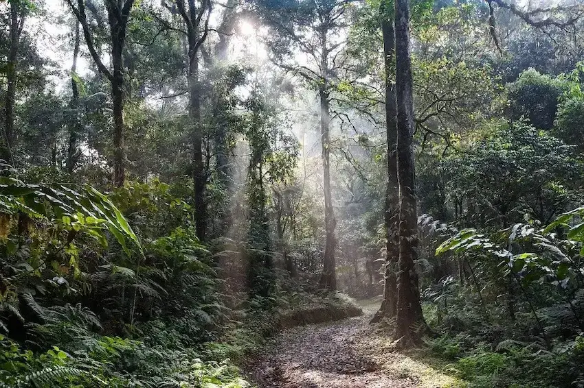Regenwald Landschaftsbild