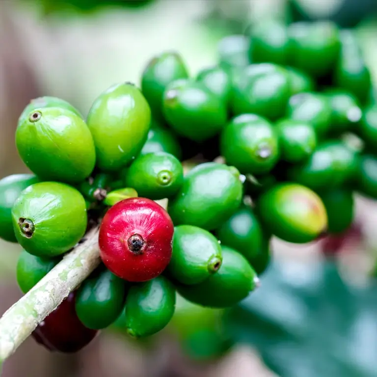 Kaffeebohnen an einer Pflanze