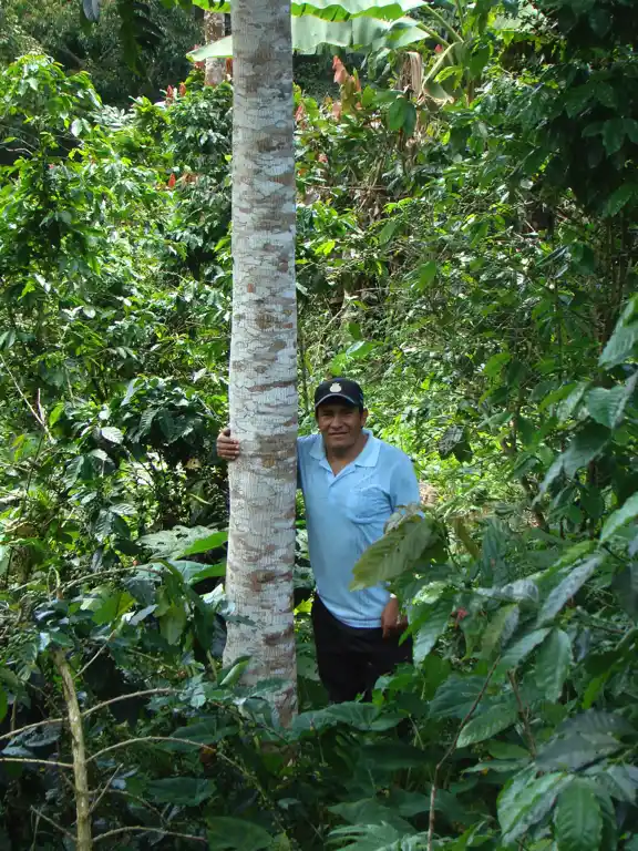 Mann im Kakaoanbaugebiet neben einem Baumstamm