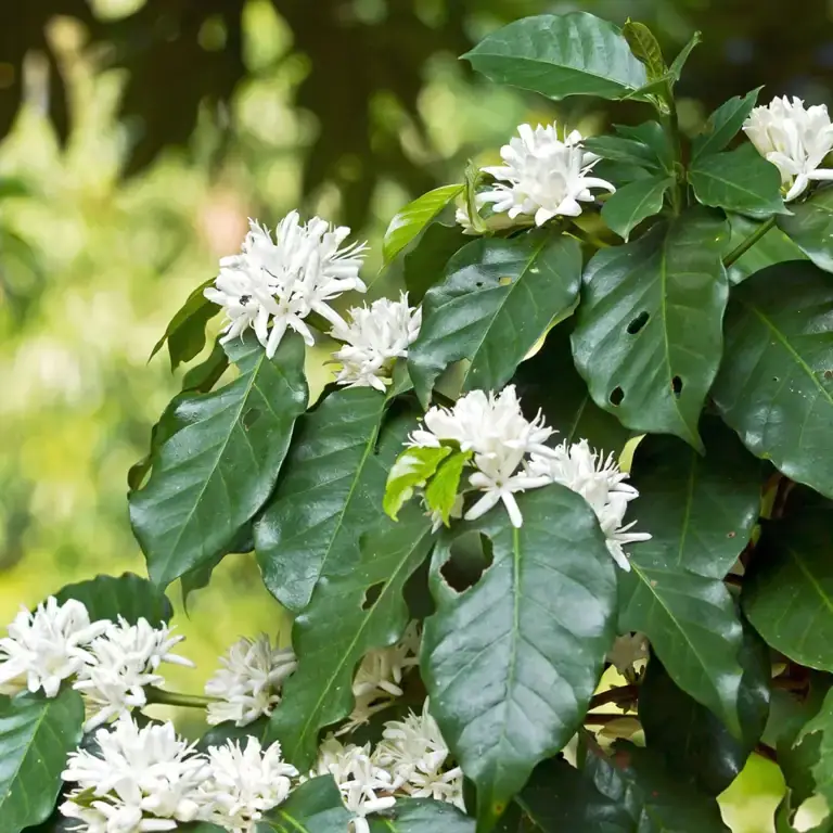 Weiße sternförmige Kaffeeblüten zwischen grünen Blättern der Kaffeepflanze